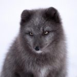 china辛倾boy d5jir18m2