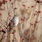 唐诗宋词经典名篇1000首全解析与赏析 xcvbup