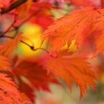 探索51cgigua666:揭秘其背后的故事与意义 bh3o7lz